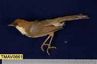 藏品(白喉噪眉)的圖片